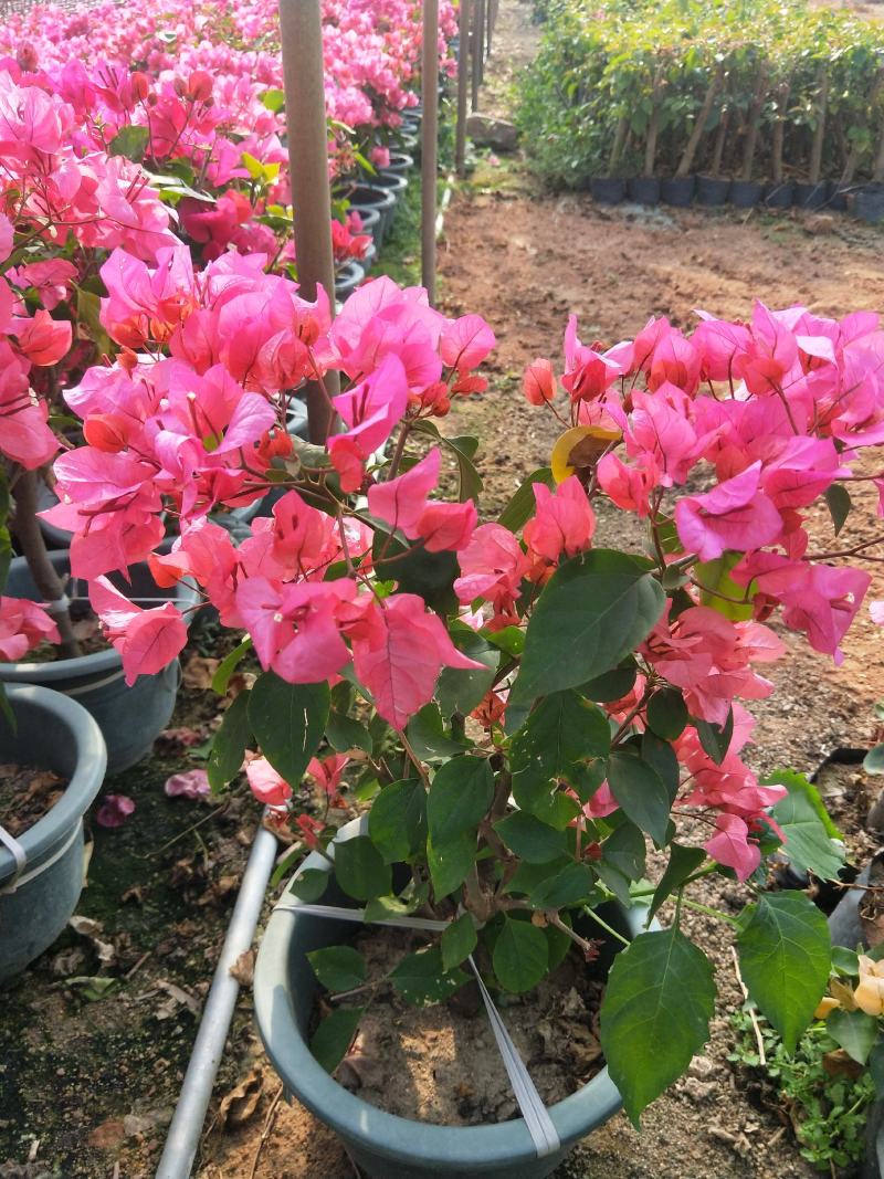 同安红三角梅绿盆，长期供应基地直营，，，，，，，，，