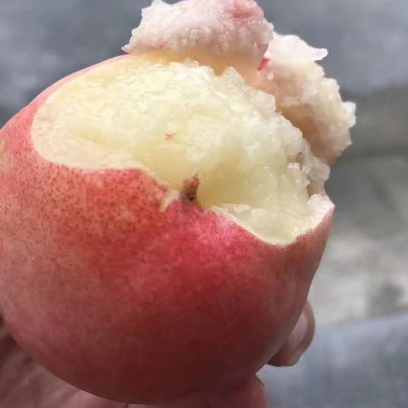 嫁接桃树苗五月红水蜜桃树苗庭院盆栽果树水蜜桃子果树