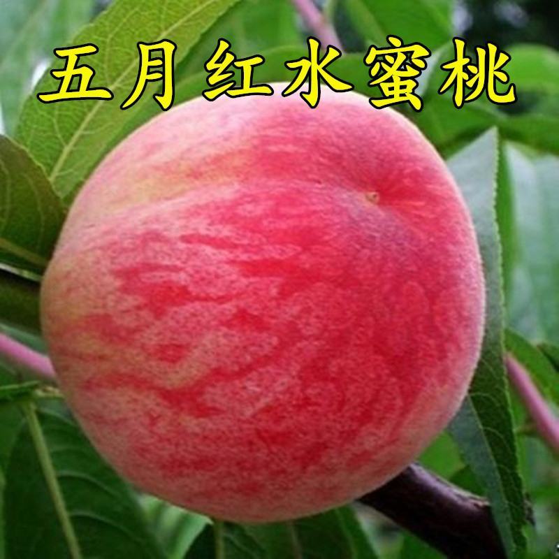 嫁接桃树苗五月红水蜜桃树苗庭院盆栽果树水蜜桃子果树