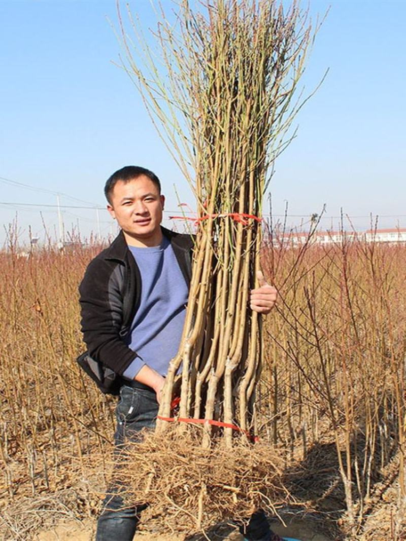 嫁接桃树苗五月红水蜜桃树苗庭院盆栽果树水蜜桃子果树