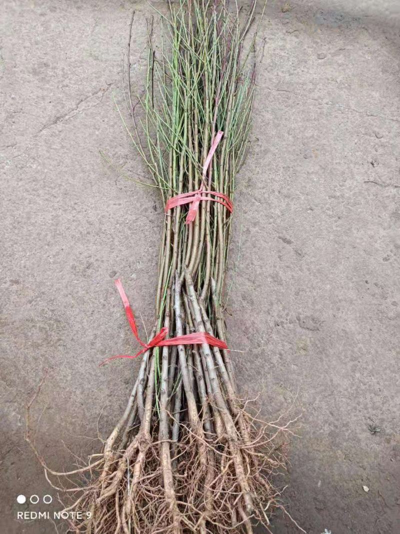 嫁接桃树苗五月红水蜜桃树苗庭院盆栽果树水蜜桃子果树