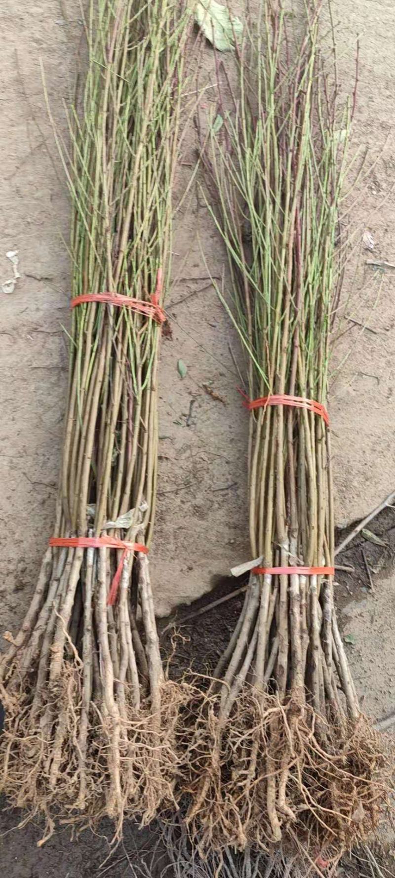 嫁接桃树苗五月红水蜜桃树苗庭院盆栽果树水蜜桃子果树