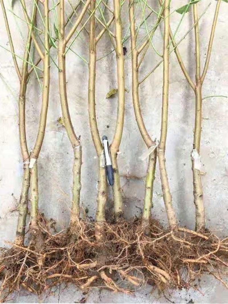 嫁接桃树苗五月红水蜜桃树苗庭院盆栽果树水蜜桃子果树