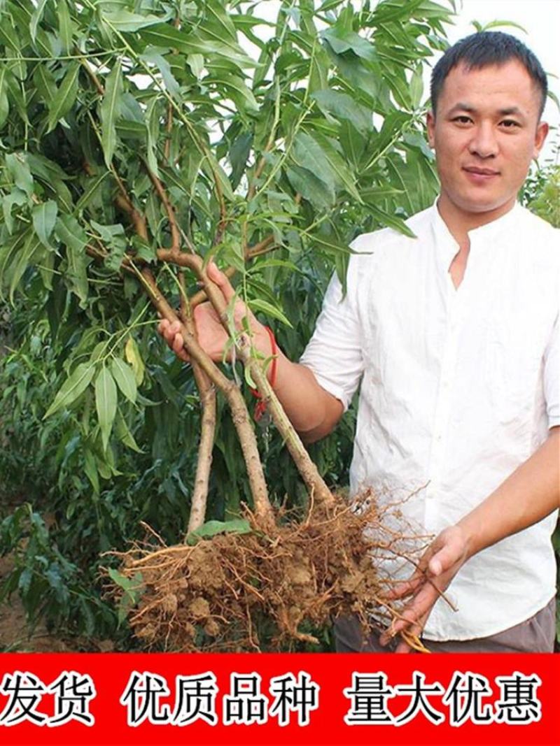 嫁接桃树苗五月红水蜜桃树苗庭院盆栽果树水蜜桃子果树