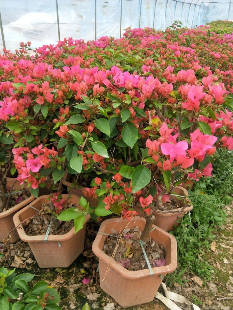 同安红三角梅六角盆，基地直销，长期供应，，，，，，，，