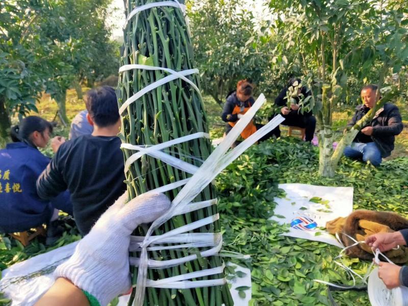 明日行柑橘枝条，不裂果，霜雪压不坏，欢迎实地考察，签合同