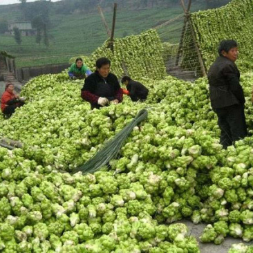 青菜头，产地直销，质量好，价格美丽，
