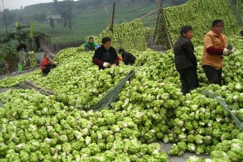 青菜头，产地直销，质量好，价格美丽，