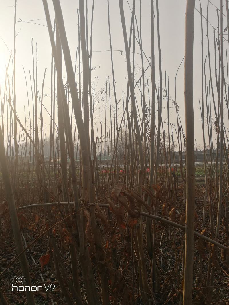 四年自家培育的香椿树