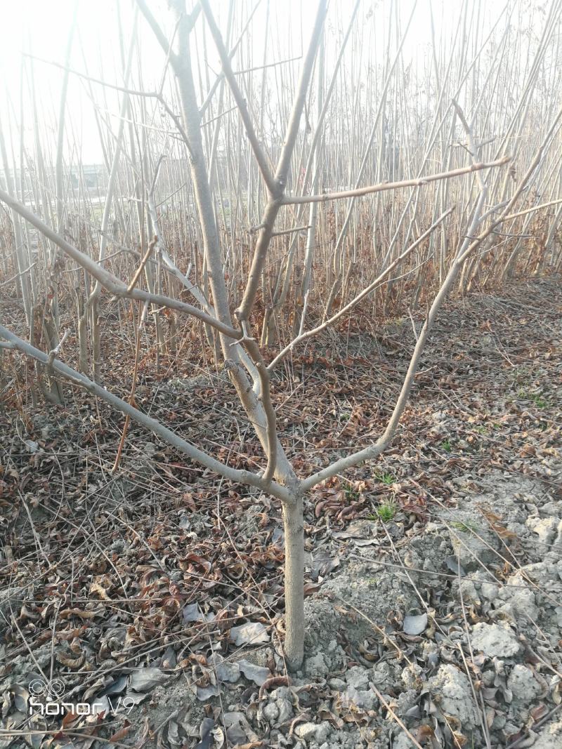 自家培育的3年甜柿子树