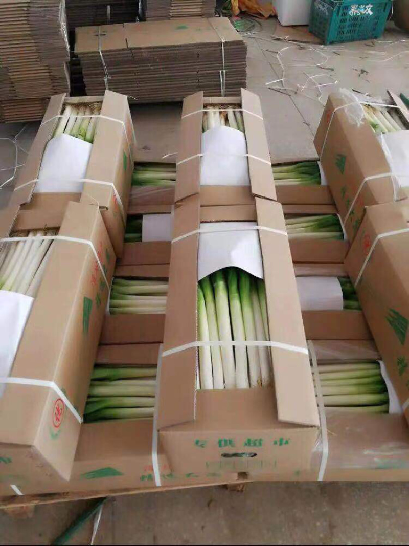 福建大葱、铁杆大葱【毛葱-箱葱-捆葱任何包装】价格随行