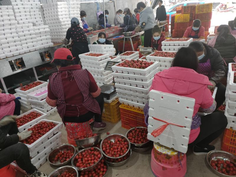 圣女果，千禧粉果，亦蔬亦果，产地供货时间半年，一件代发