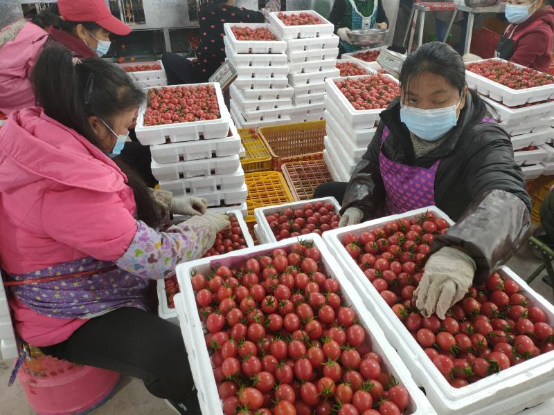 圣女果，千禧粉果，亦蔬亦果，产地供货时间半年，一件代发