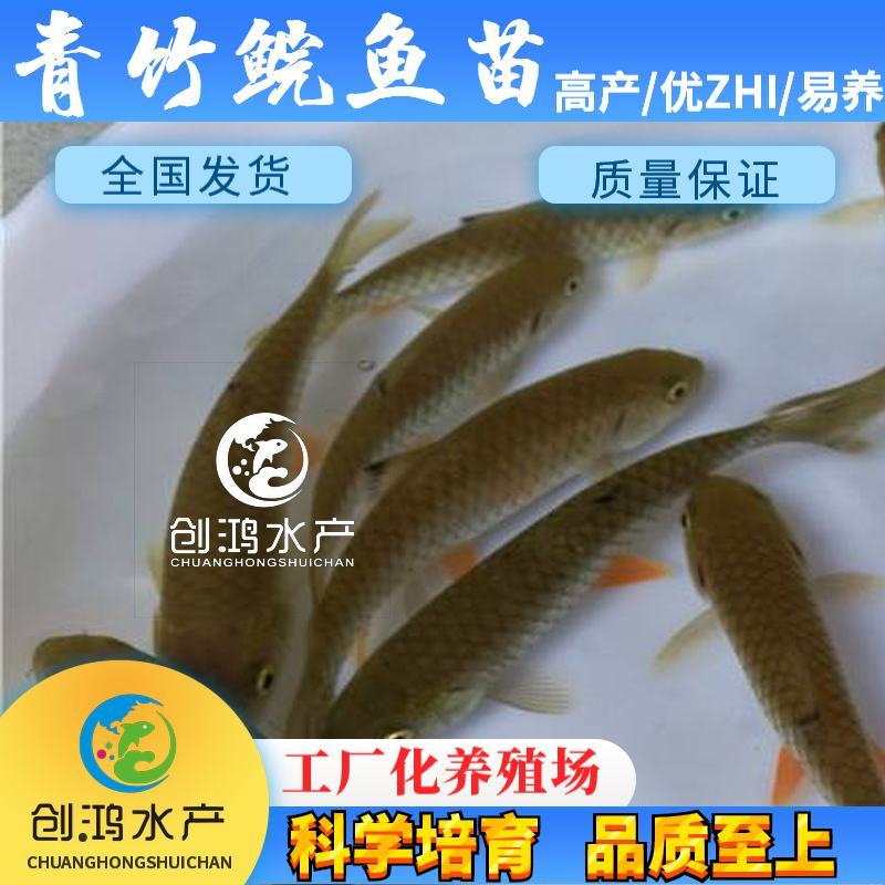 【2023新苗】优质青竹鲩鱼苗光倒刺鲃鱼苗军鱼苗