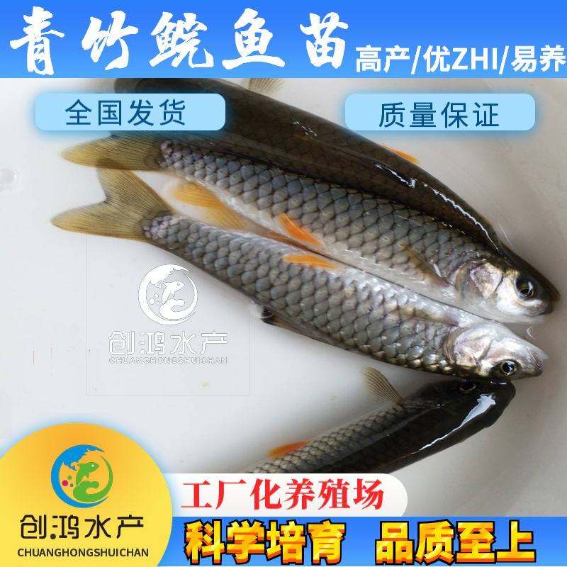 【2023新苗】特价批发青竹鲩鱼苗光倒刺鲃军鱼苗