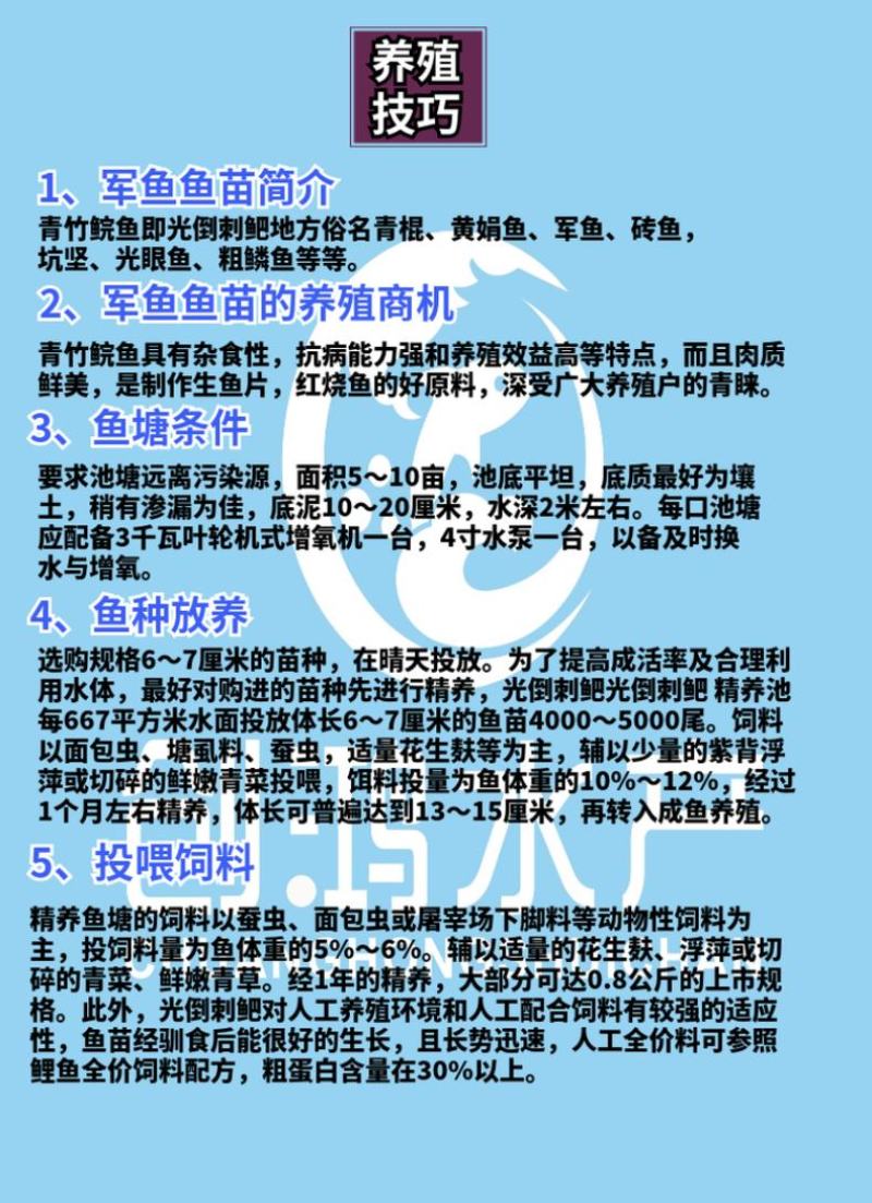 【2023新苗】青竹鲩鱼苗军鱼苗光倒刺鲃淡水养殖