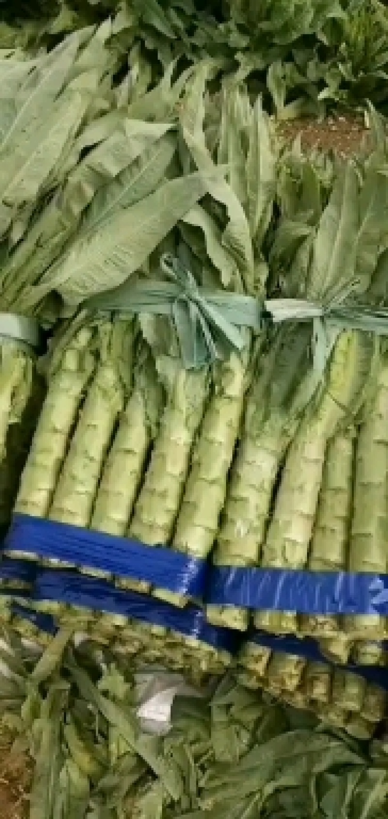云南莴苣莴笋杆子青皮青肉，大理上市，产地一手货源。