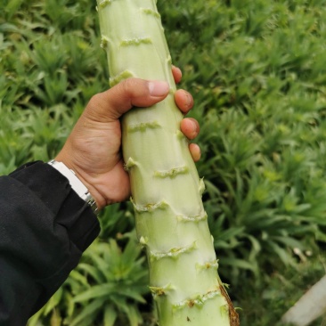 云南莴苣莴笋杆子青皮青肉，大理上市，产地一手货源。