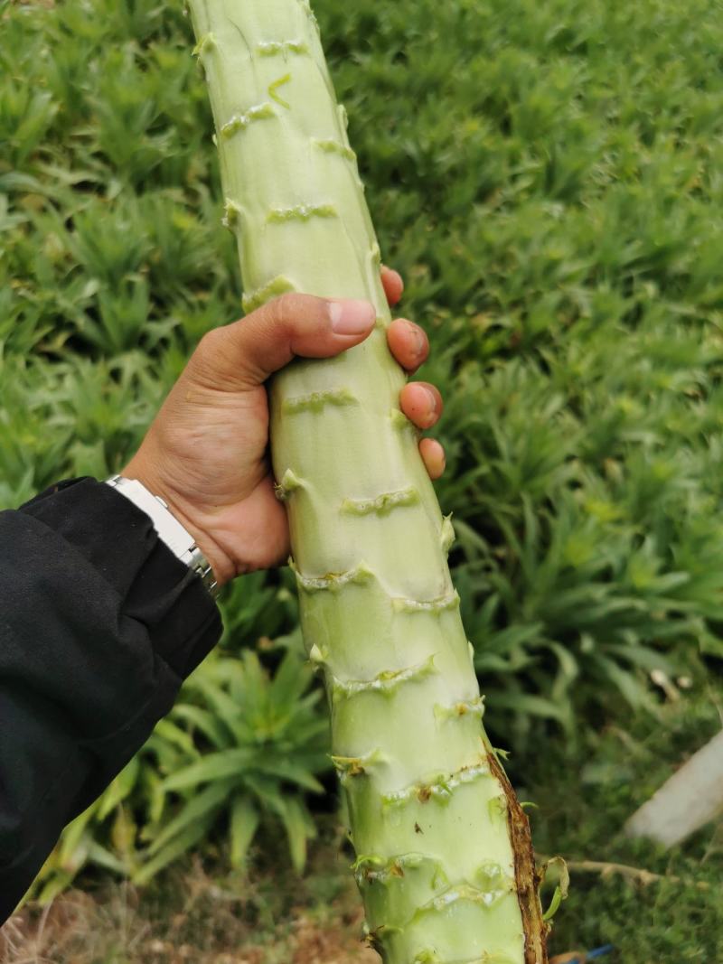 云南莴苣莴笋杆子青皮青肉，大理上市，产地一手货源。