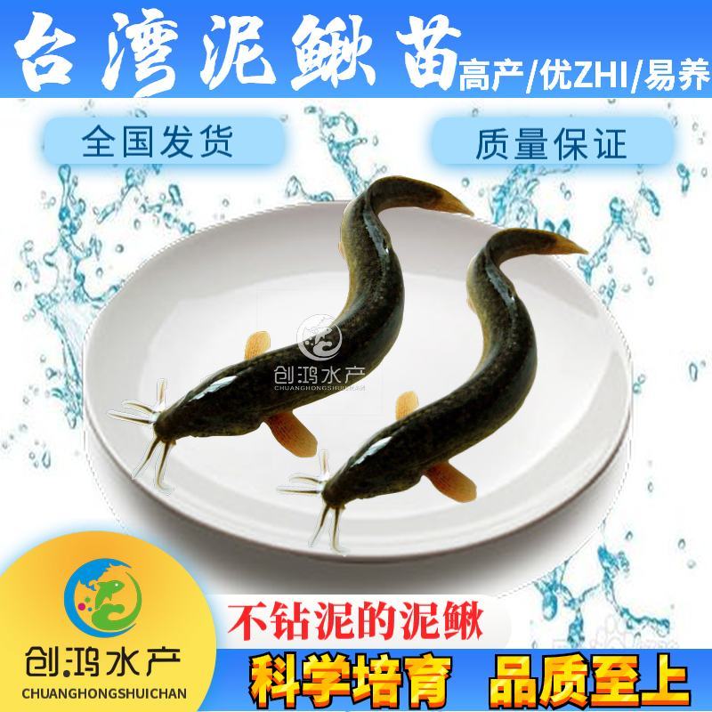 2023新苗台湾泥鳅苗泥鳅鱼苗泥鳅水花不钻泥的泥鳅