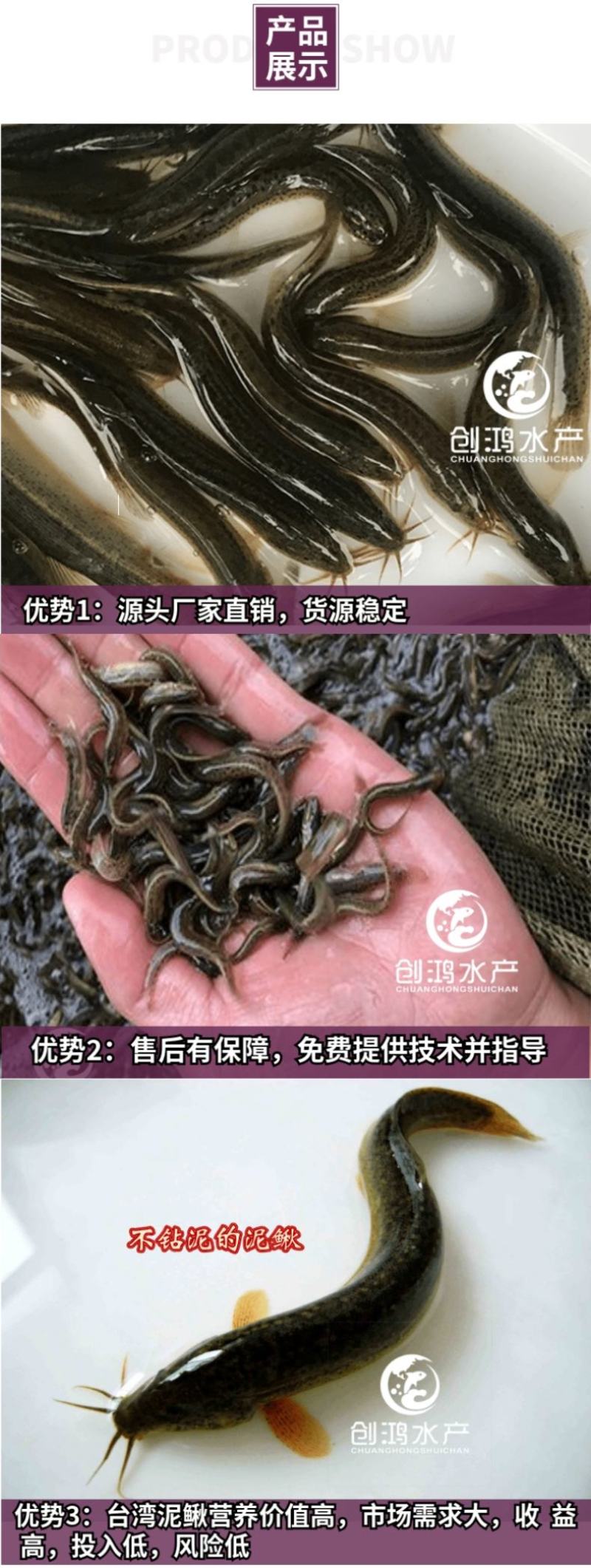 2023新苗台湾泥鳅苗泥鳅鱼苗泥鳅水花不钻泥的泥鳅