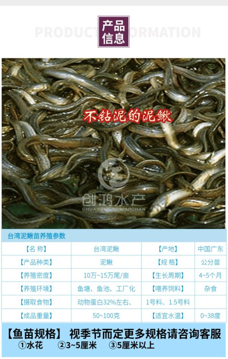 【2023新苗】台湾泥鳅苗泥鳅鱼苗养殖包销稻田养殖