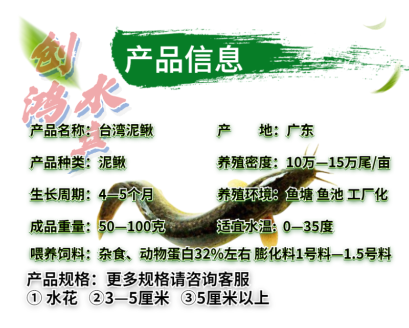2023新苗台湾泥鳅苗泥鳅鱼苗泥鳅水花不钻泥的泥鳅