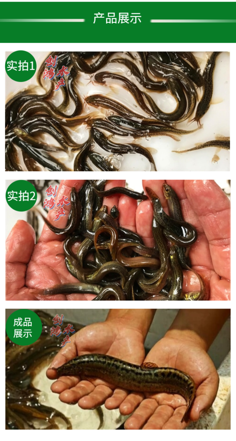 【2023新苗】台湾泥鳅苗不钻泥的泥鳅鱼苗泥鳅水花供应