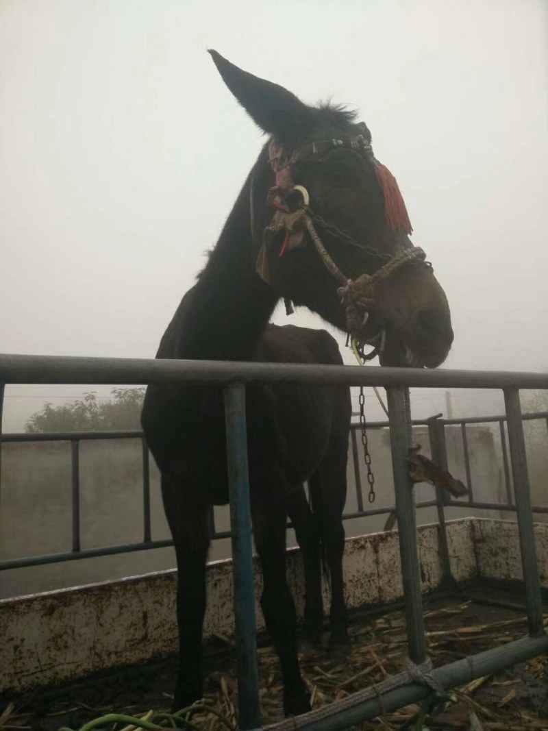 现杀驴肉驴白条价格实惠