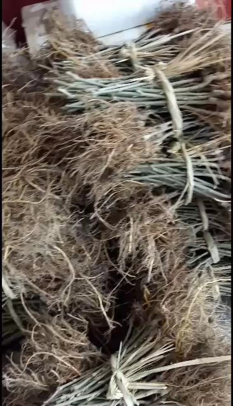 桑树苗白玉皇果桑苗现挖嫁接苗果大青甜可口