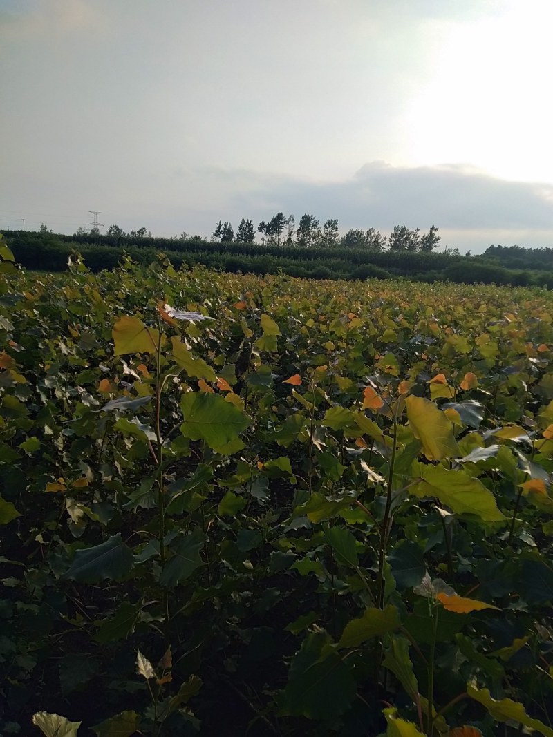 杨树苗本地培育质量好