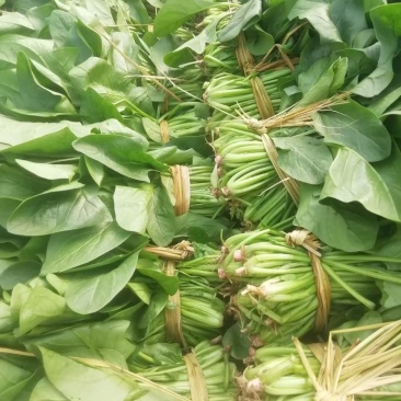 河北精品大叶菠菜，25~30厘米，万亩蔬菜基地直供。