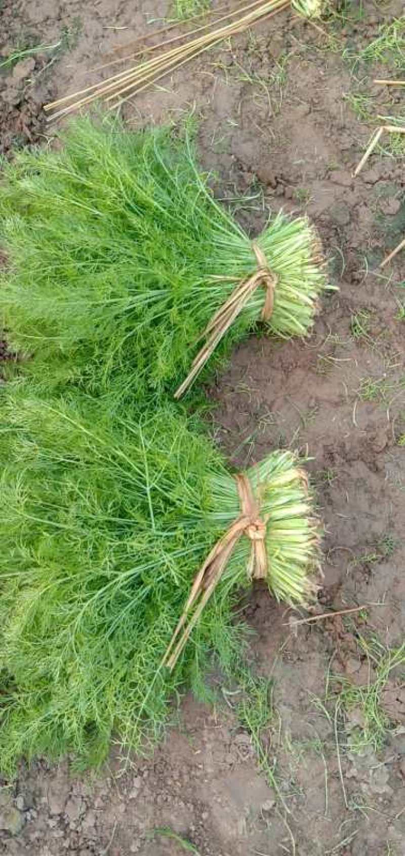 【推荐】🔥茴香🔥25~30cm，精品茴香，常年供应欢迎下单