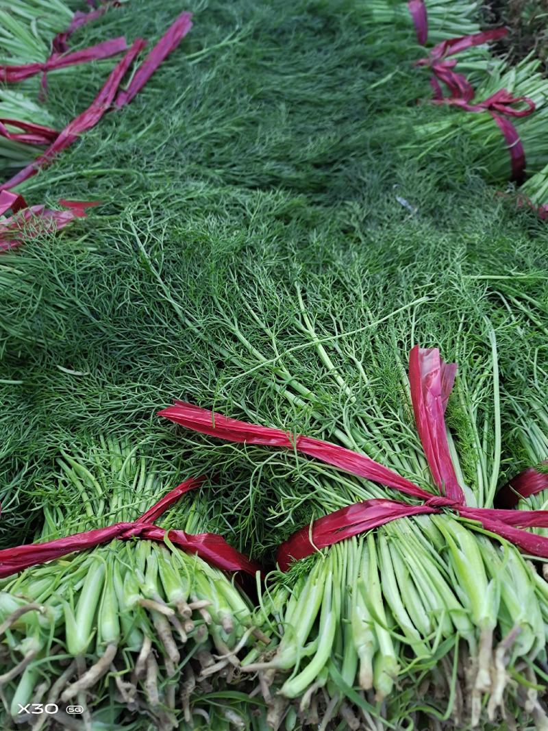 【推荐】🔥茴香🔥25~30cm，精品茴香，常年供应欢迎下单