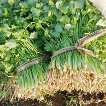 【产地直发】河北精品香菜，20~30厘米，千亩基地直发