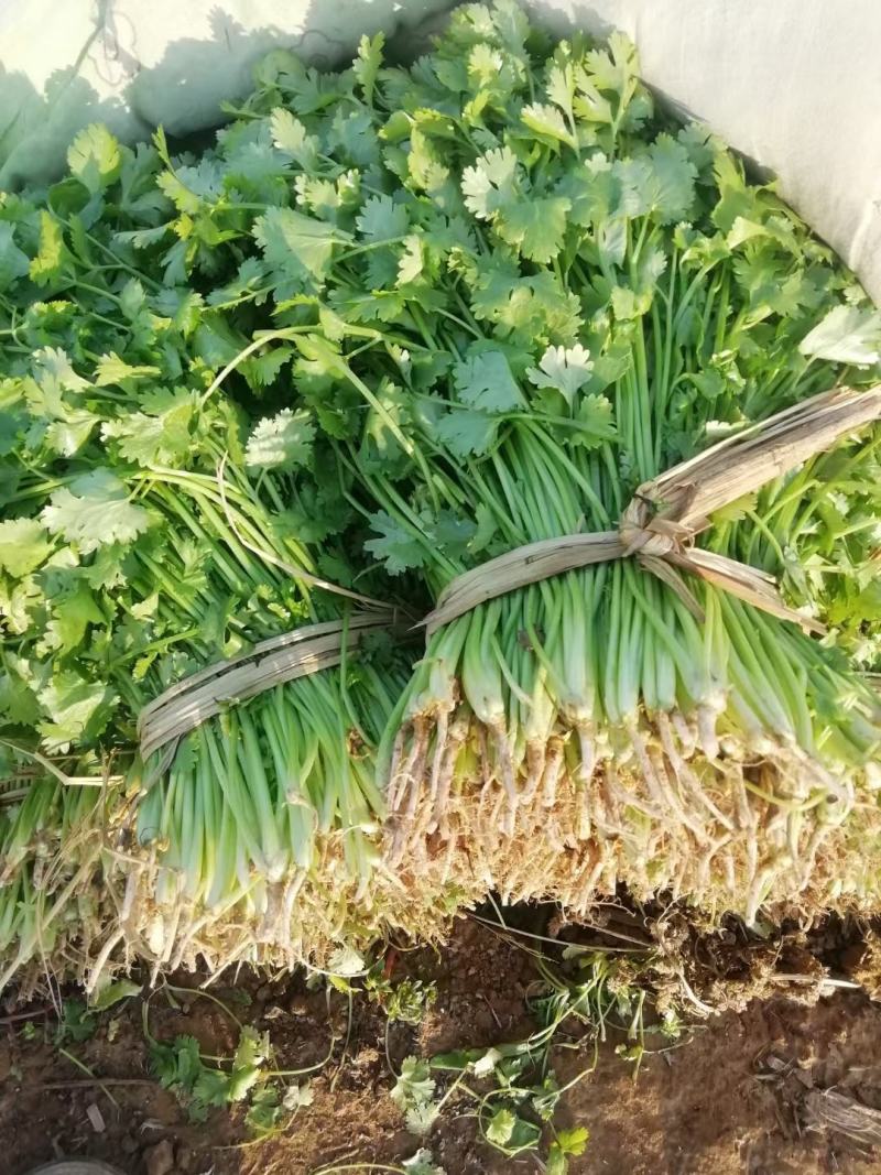 【产地直发】河北精品香菜，20~30厘米，千亩基地直发