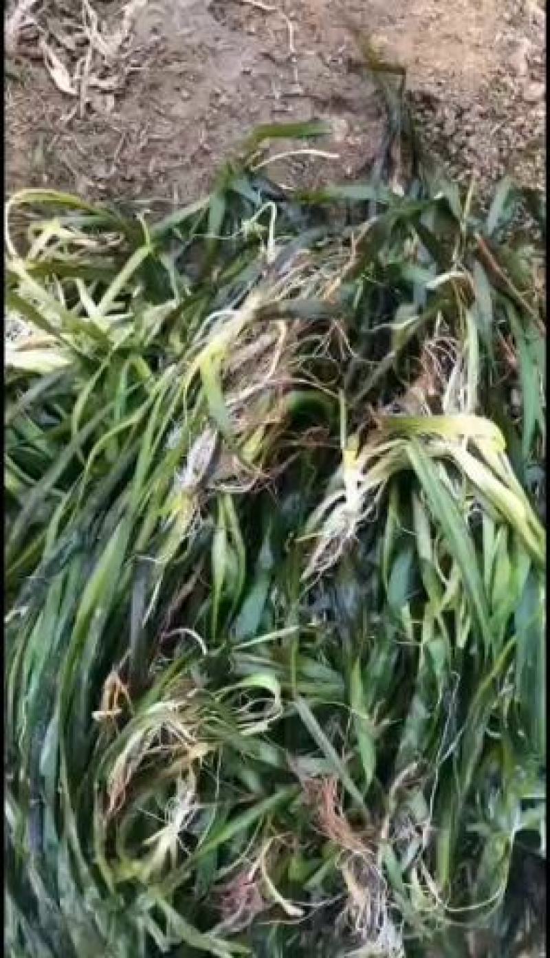 沉水植物.狐尾藻.苦草种植.伊乐藻.金鱼藻等专业种植