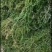 沉水植物.狐尾藻.苦草种植.伊乐藻.金鱼藻等专业种植