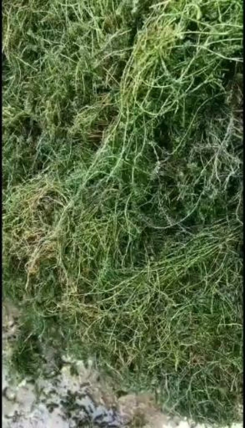 沉水植物.狐尾藻.苦草种植.伊乐藻.金鱼藻等专业种植
