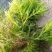 沉水植物.狐尾藻.苦草种植.伊乐藻.金鱼藻等专业种植