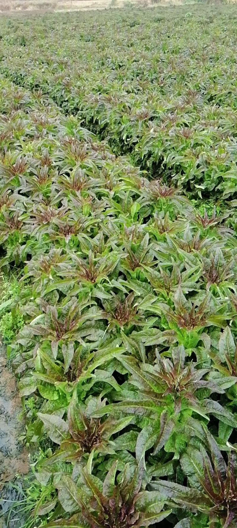 大量莴笋上市需要的联系我