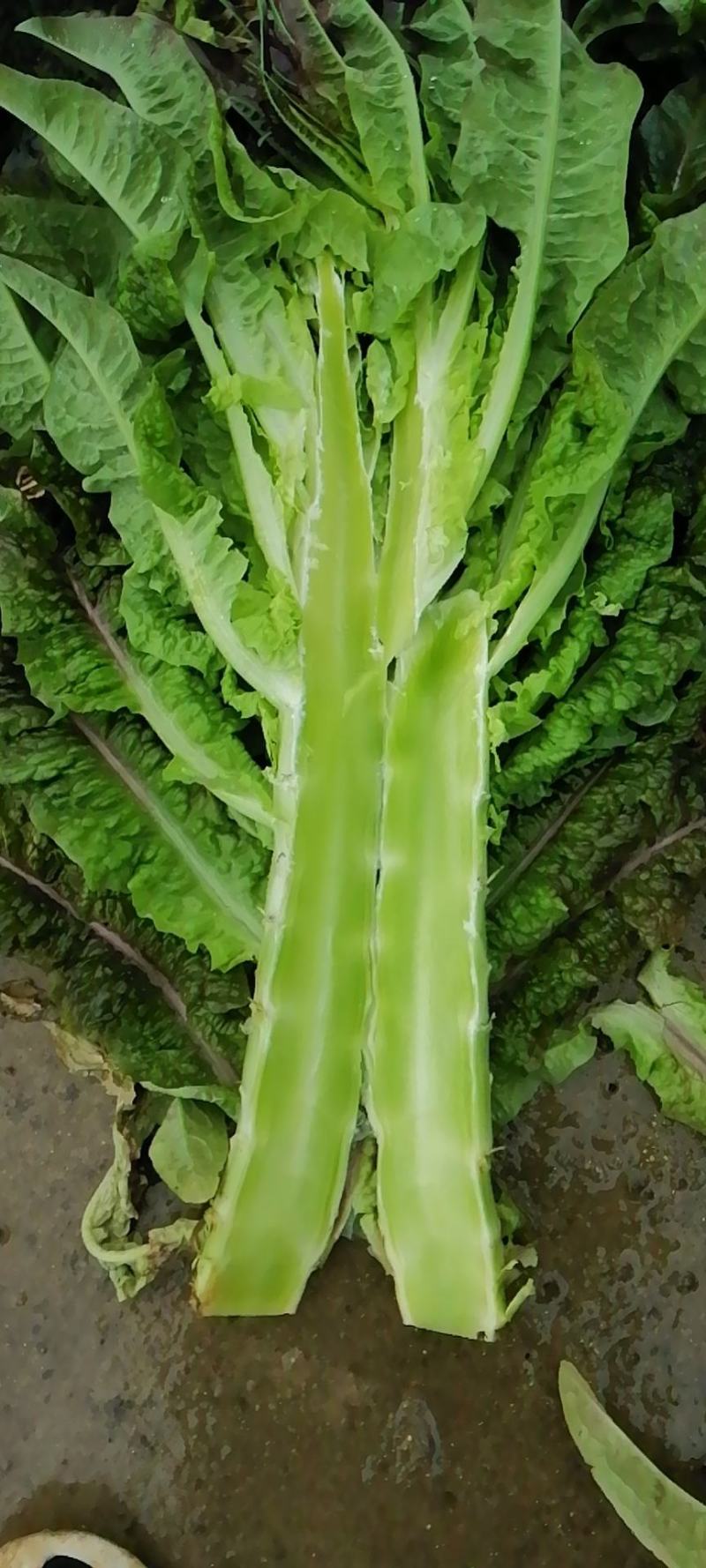 大量莴笋上市需要的联系我