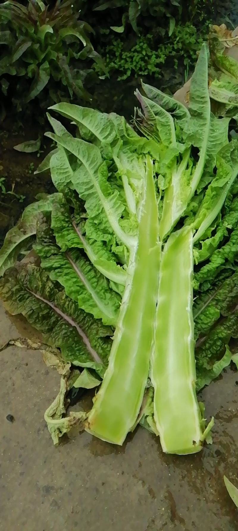 大量莴笋上市需要的联系我