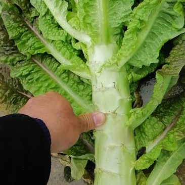 大量莴笋上市需要的联系我