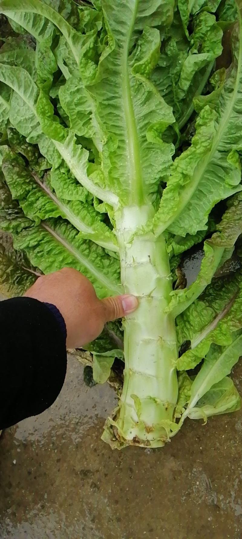 大量莴笋上市需要的联系我
