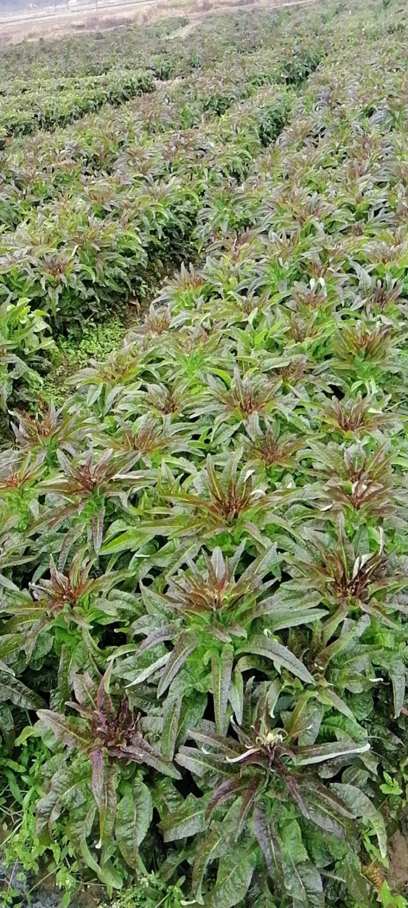 大量莴笋上市需要的联系我