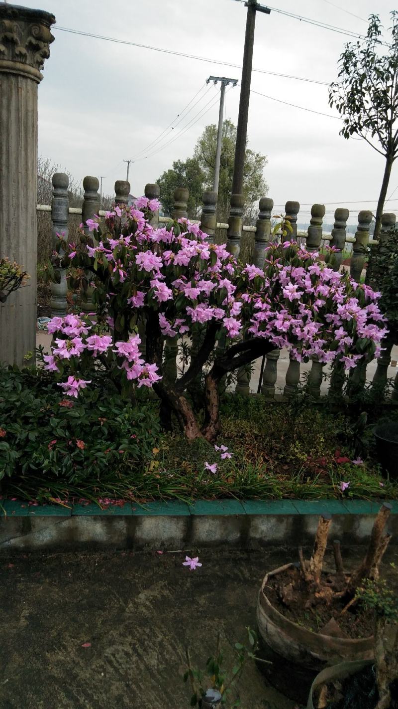 鹿角杜鹃叶片油亮四季常青花开不见叶