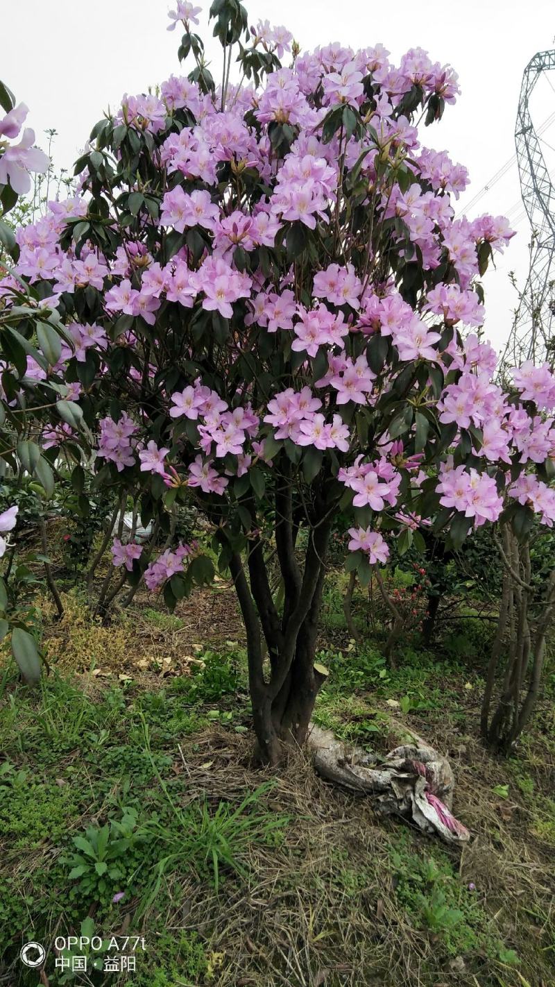 鹿角杜鹃叶片油亮四季常青花开不见叶