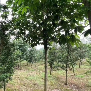 七叶树批量供应，冠幅饱满，5-13公分有货