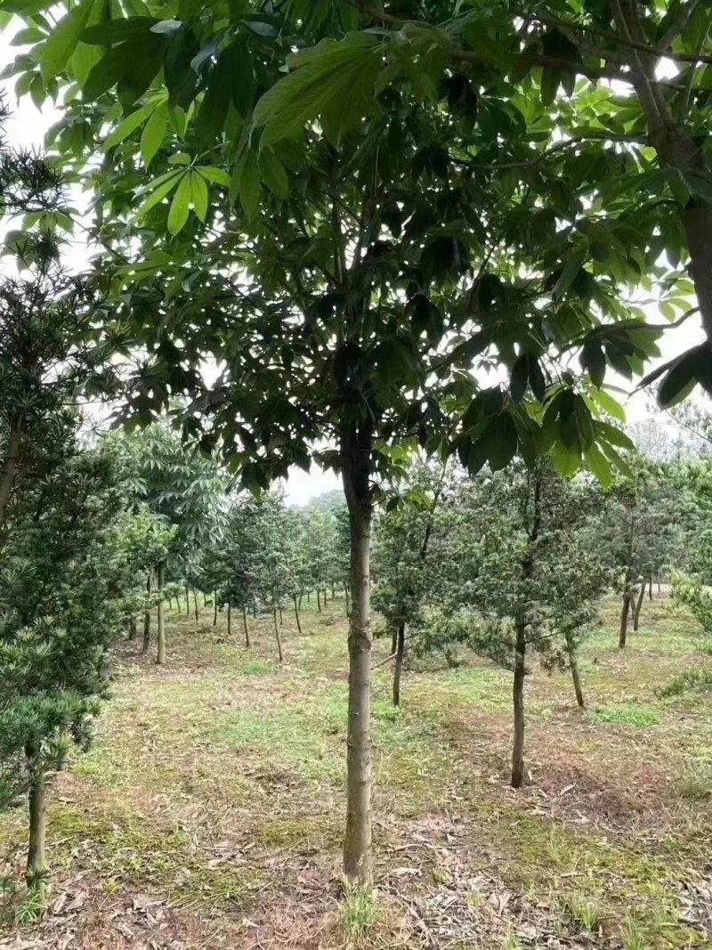 七叶树批量供应，冠幅饱满，5-13公分有货